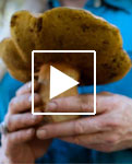 Connie Green in a New York Times Edible Selby video Mushroom Hunting with Connie Green