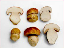 Wild porcini #1 grade mushroom