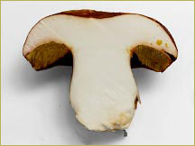 Wild porcini #3 grade mushroom