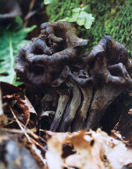 Fresh Black Trumpets on mossy forest floor for Black Trumpet Mushroom and Yukon Gold Potato Gratin
