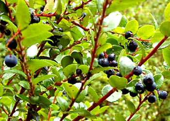 Wild bush of ripe huckleberries