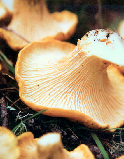 Fresh chanterelle mushroom on the mossy forest floor for Louisiana-Style Chanterelle Hash