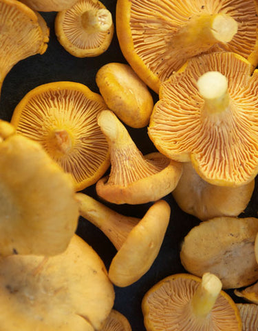 Wine Forest Fresh, cleaned Wild Chanterelle Mushroom