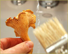 Wine Forest Wild Foods How To's Cleaning Wild Mushrooms step one brushing off debris and any dirt
