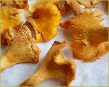 Wine Forest Wild Foods How To's Cleaning Wild Mushrooms step 3 - let your mushrooms gently dry on a cloth by a window