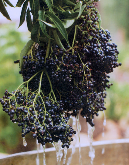 Freshly picked bunches of just-rinsed wild elderberries for Elderberry Fool