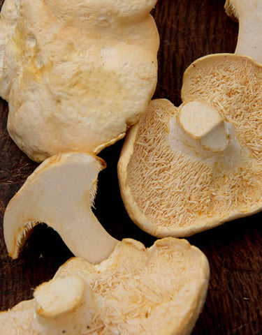 Fresh Wild Hedgehog Mushrooms