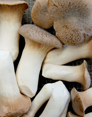 Closeup of Fresh King Oyster Mushrooms