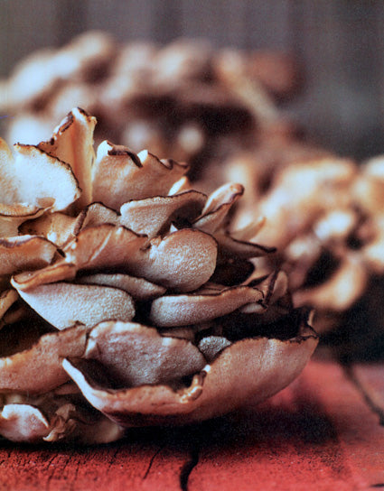 Close-up of a fresh Maitake mushroom for Maitake Bread Pudding