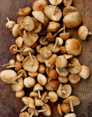 Wild Mousseron Mushrooms or Wild Fairy Ring Mushrooms