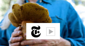 Video link prompt icon to New York Times Edible Selby "Hunting Wild Mushrooms with Connie Green" with image of large hand held mushroom in the background