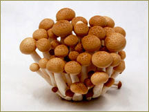 Wine Forest Wholesale Fresh Cultivated Brown Beech Mushrooms