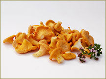 Wine Forest Wild Foods wholesale wild European chanterelle mushrooms