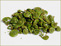 Wine Forest Wholesale Wild Fiddlehead Ferns