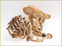 Wine Forest Wholesale Fresh Wild Fried Chicken Mushrooms