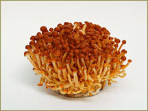 Wine Forest Wholesale Fresh Cultivated Golden Enoki Mushrooms