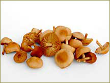 Wine Forest Wild Foods wholesale wild mousseron mushrooms