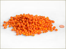 Wine Forest wild Sea Buckthorn Berries (Seaberries)