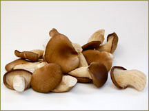 Wine Forest Wholesale Fresh Cultivated Small Oyster Mushrooms