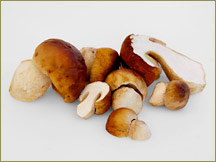  Wine Forest Wild Foods wholesale wild bolete mushrooms porcini mushrooms