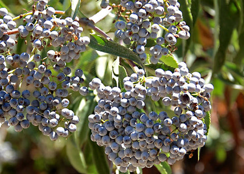 The Wine Forest Blog clusters of ripe wild elderberries