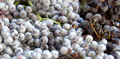The Wine Forest Blog  frozen elderberries, part of the cleaning process