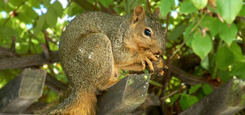 The Wine Forest Blog a squirrel eating hulled walnuts with smug defiance