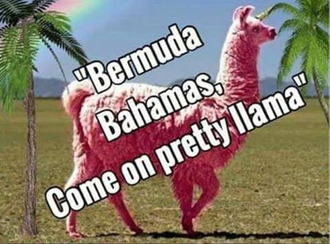 Pretty Llama