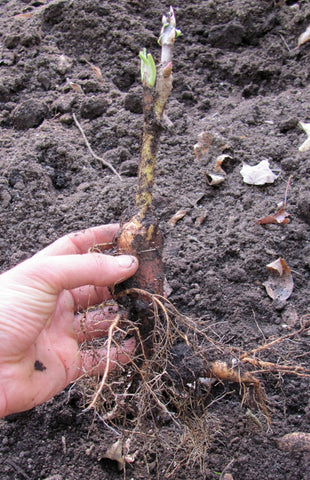 1st year graft which has thus far failed to develop any tree peony roots. These are merely roots from the herbaceous understock.  It should be replanted above the first two buds.