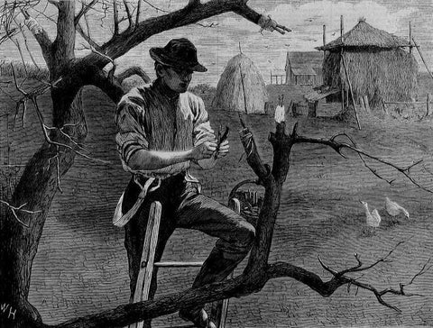 Winslow Homer (American, 1836-1910). Spring Farm Work--Grafting, 1870.