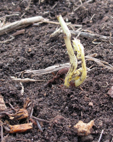 Emergent tree peony graft in the very early spring.