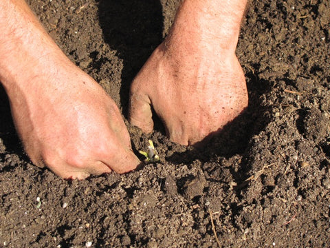 Make sure that the graft is snugly planted with 2-3” of soil covering the top bud.