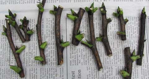 Trimmed tree peony scions.