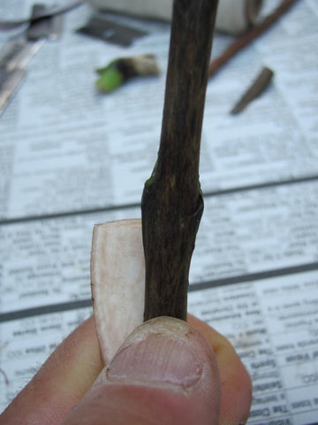 It is not necessary to have the scion and rootstock be of the same diameter. If one is larger than the other, just match the cambium layers up on one side.