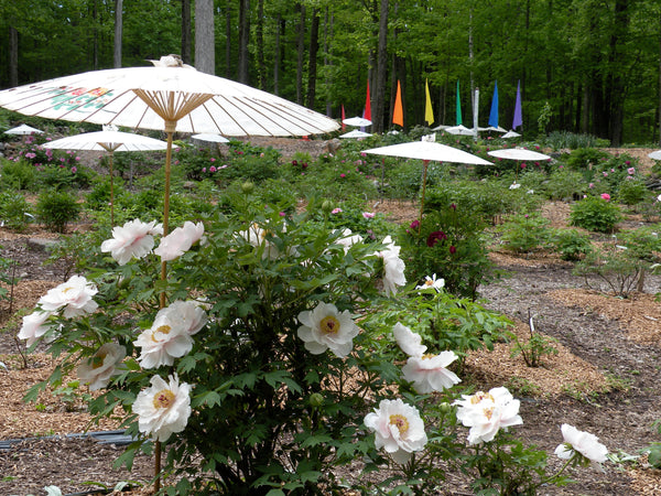 A Morning Of Tree Peony Appreciation Sunday May 24th 2020