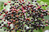 Elderberries Top Quercetin Resource
