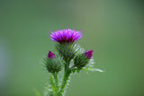 Milk Thistle Flower