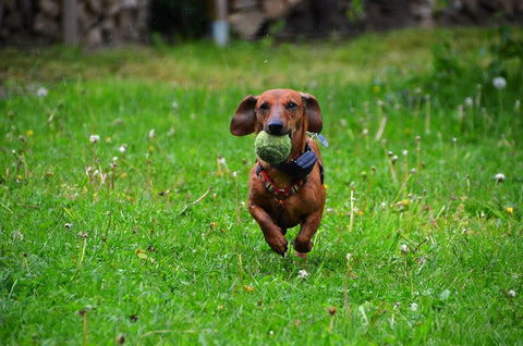 dachshund running on grass