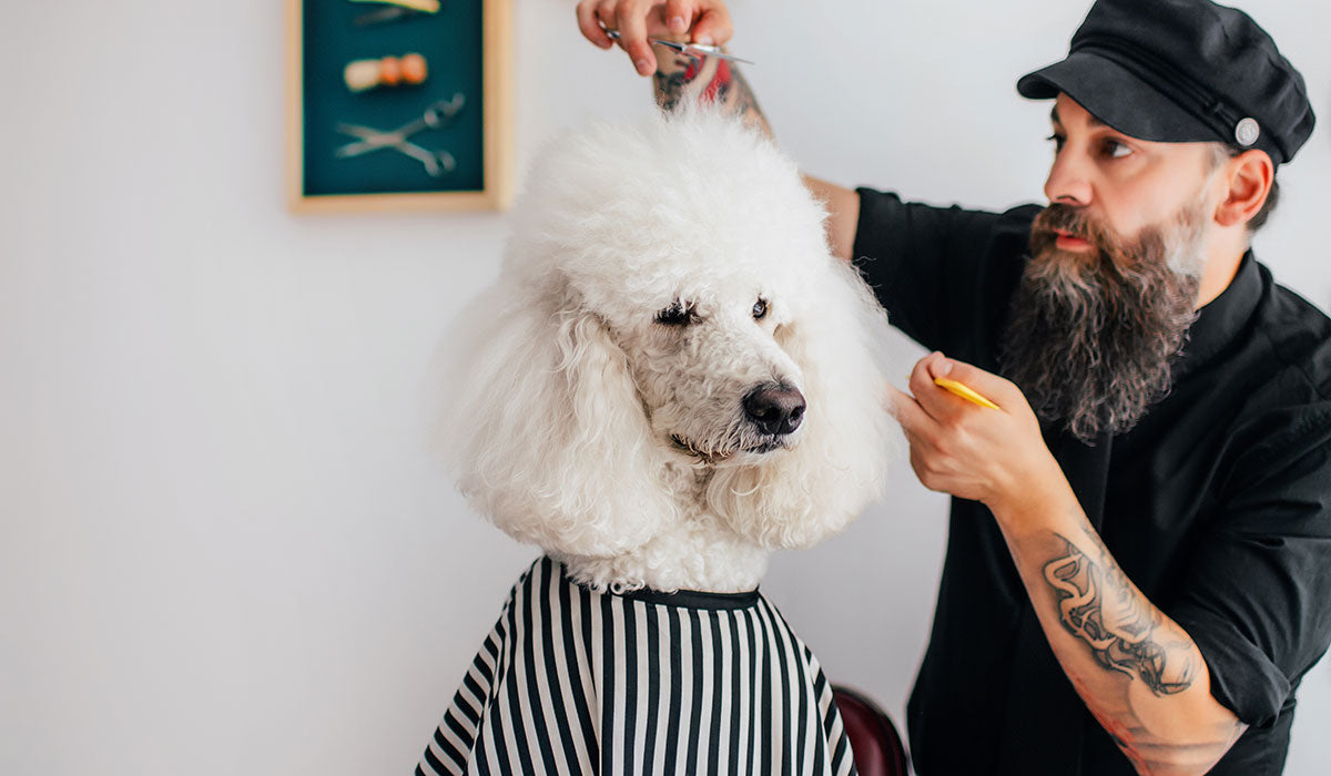 A fluffy white dog sitting and wearing a black and white cape while a bearded man with a black hat and wearing black long sleeve is cutting the hair with his right hand and his left hand assisting