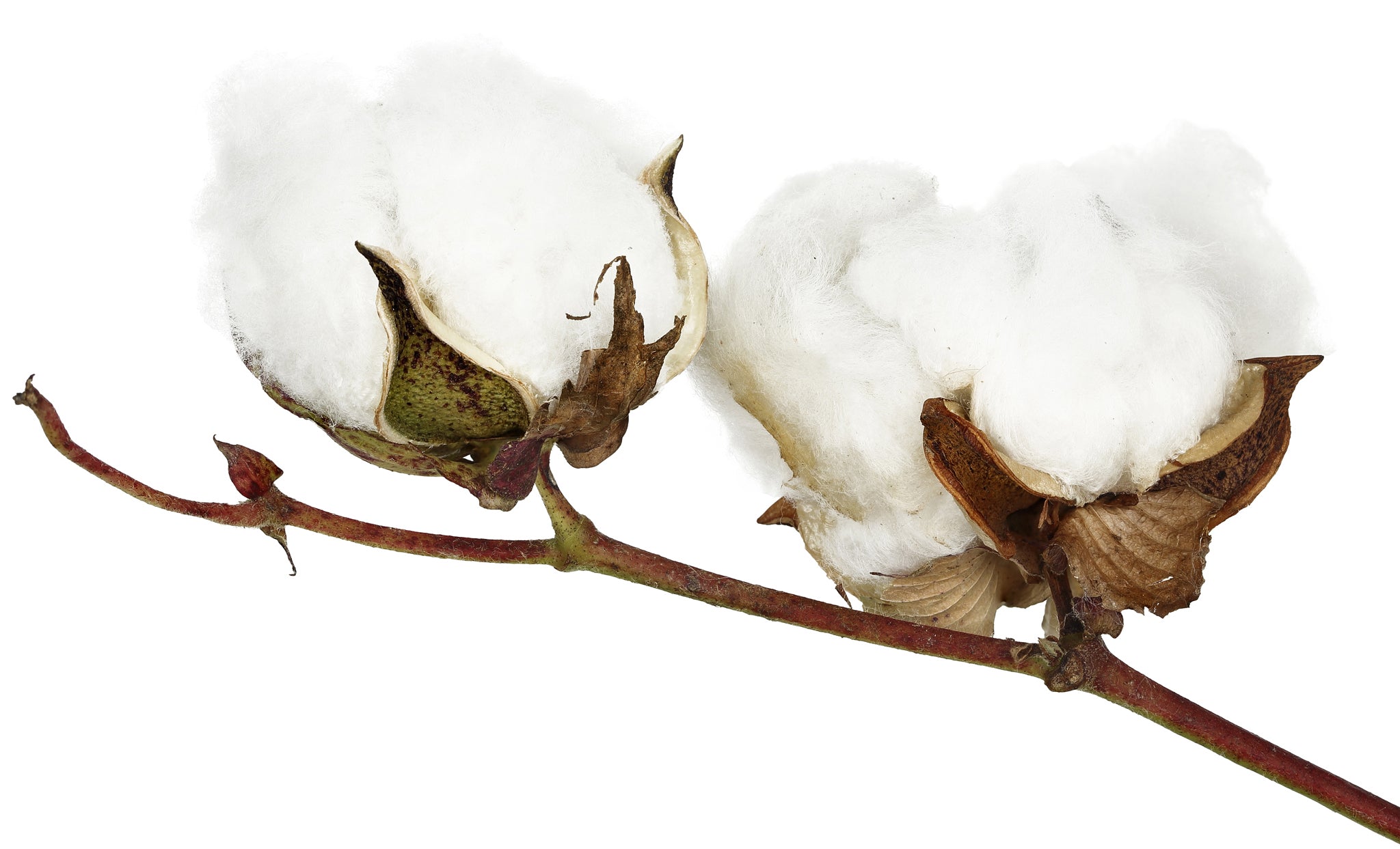 Cotton bolls