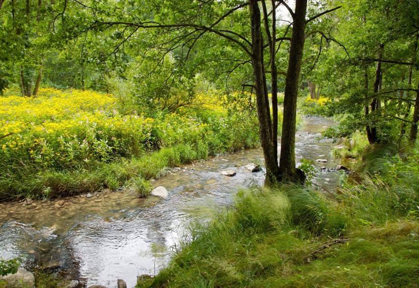 forest stream