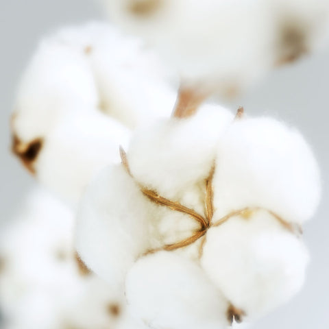 Image of cotton plant.