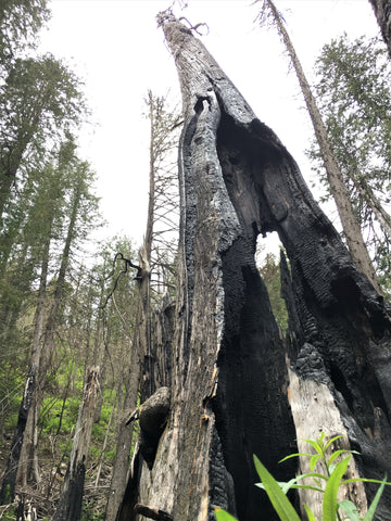 Hollowed Ancient Cedar