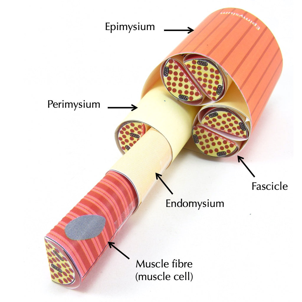 Skeletal Muscle Origami Organelles