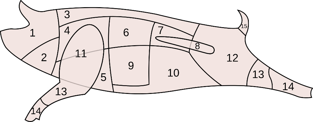 anatomia del cerdo