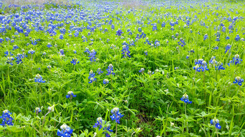 rio claro studio bluebonnet wildflower side yard