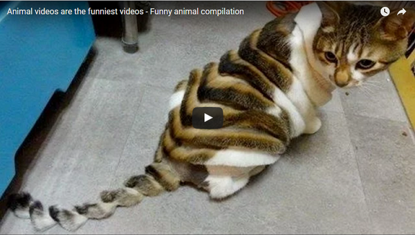 Amazing Funny Animal Compilation 2017!