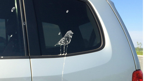 protect your car from bird droppings