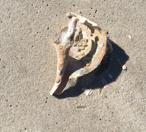 Shell