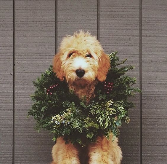 Holiday Dog with Wreath